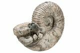 Tractor Ammonite (Douvilleiceras) Fossil - Monster Specimen! #207432-3